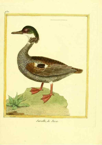 Reproducción/Reproduction 49640512566: Planches enluminées d'histoire naturelle. Paris? :s.n.,1765-1783?. 