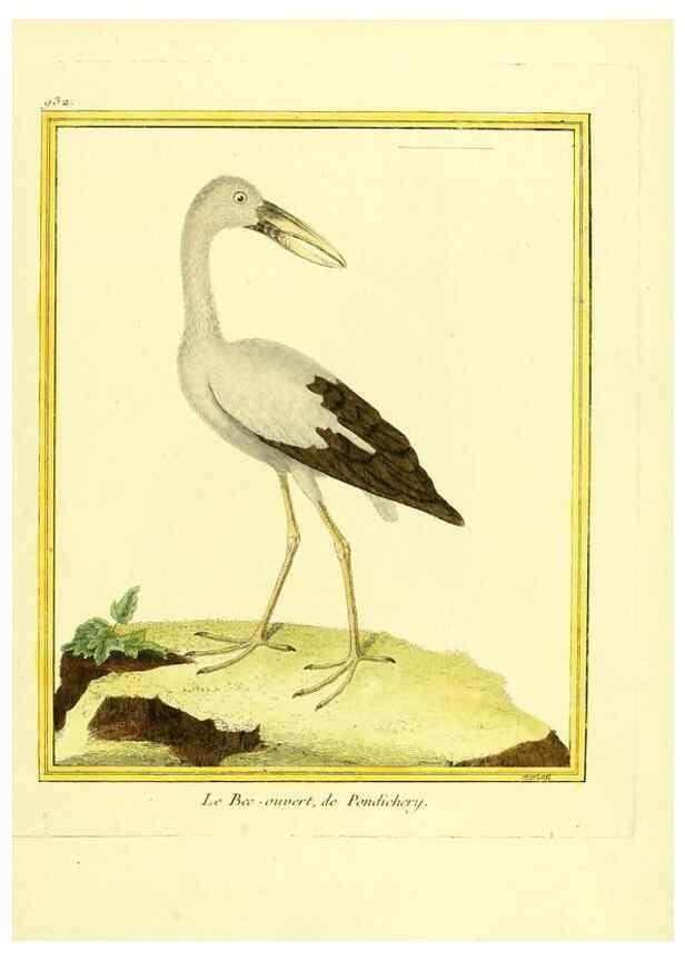 Reproducción/Reproduction 49640513141: Planches enluminées d'histoire naturelle. Paris? :s.n.,1765-1783?. 