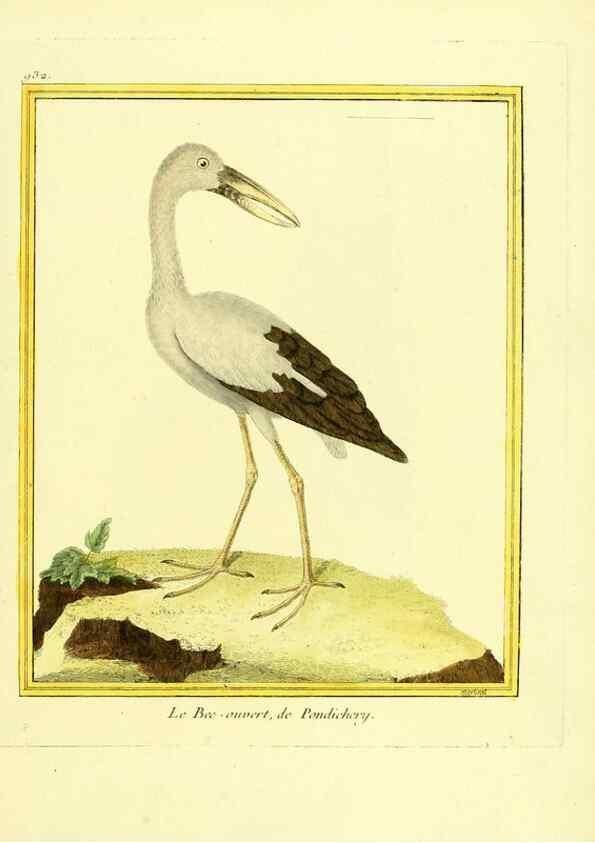 Reproducción/Reproduction 49640513141: Planches enluminées d'histoire naturelle. Paris? :s.n.,1765-1783?. 