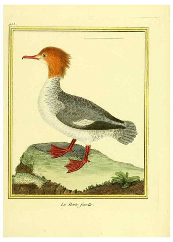 Reproducción/Reproduction 49640791822: Planches enluminées d'histoire naturelle. Paris? :s.n.,1765-1783?. 