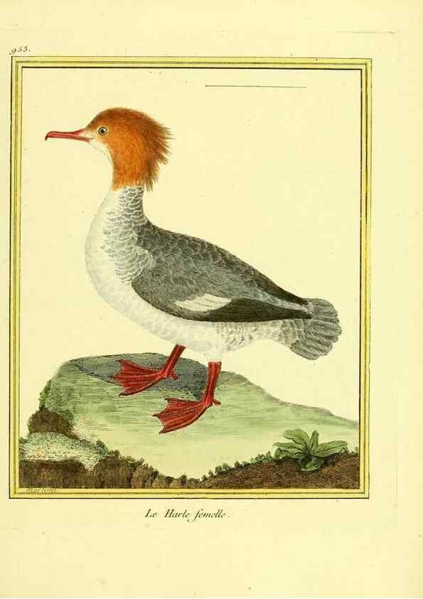 Reproducción/Reproduction 49640791822: Planches enluminées d'histoire naturelle. Paris? :s.n.,1765-1783?. 