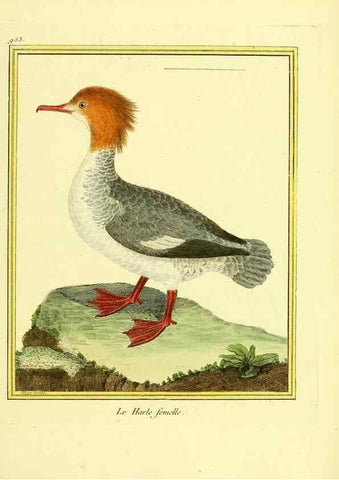 Reproducción/Reproduction 49640791822: Planches enluminées d'histoire naturelle. Paris? :s.n.,1765-1783?. 