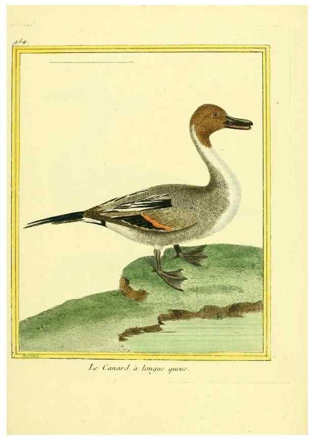 Reproducción/Reproduction 49639996138: Planches enluminées d'histoire naturelle. Paris? :s.n.,1765-1783?. 