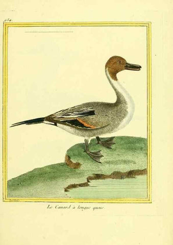 Reproducción/Reproduction 49639996138: Planches enluminées d'histoire naturelle. Paris? :s.n.,1765-1783?. 
