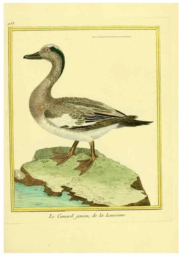 Reproducción/Reproduction 49639996433: Planches enluminées d'histoire naturelle. Paris? :s.n.,1765-1783?. 