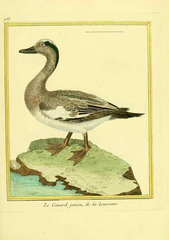 Reproducción/Reproduction 49639996433: Planches enluminées d'histoire naturelle. Paris? :s.n.,1765-1783?. 