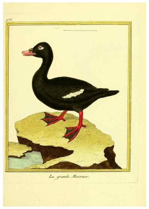 Reproducción/Reproduction 49640792697: Planches enluminées d'histoire naturelle. Paris? :s.n.,1765-1783?. 