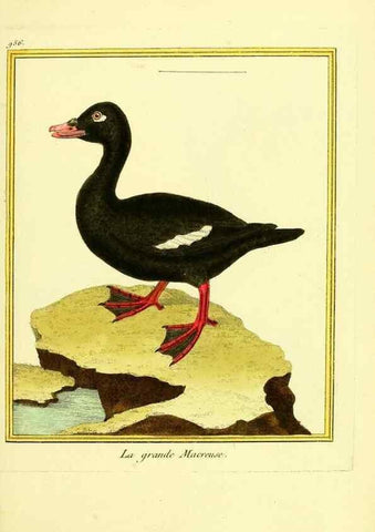 Reproducción/Reproduction 49640792697: Planches enluminées d'histoire naturelle. Paris? :s.n.,1765-1783?. 