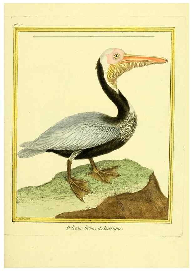 Reproducción/Reproduction 49640520396: Planches enluminées d'histoire naturelle. Paris? :s.n.,1765-1783?. 