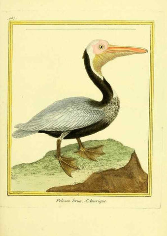 Reproducción/Reproduction 49640520396: Planches enluminées d'histoire naturelle. Paris? :s.n.,1765-1783?. 