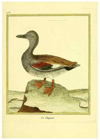 Reproducción/Reproduction 49639997258: Planches enluminées d'histoire naturelle. Paris? :s.n.,1765-1783?. 