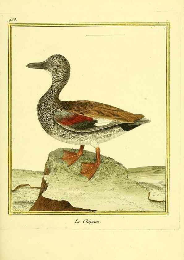 Reproducción/Reproduction 49639997258: Planches enluminées d'histoire naturelle. Paris? :s.n.,1765-1783?. 