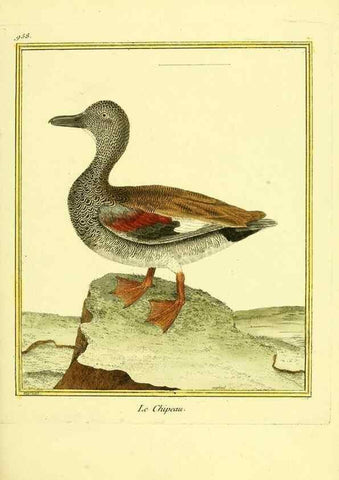 Reproducción/Reproduction 49639997258: Planches enluminées d'histoire naturelle. Paris? :s.n.,1765-1783?. 