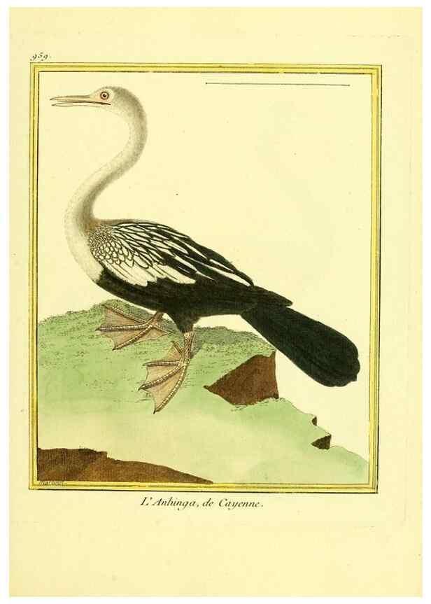 Reproducción/Reproduction 49640793602: Planches enluminées d'histoire naturelle. Paris? :s.n.,1765-1783?. 