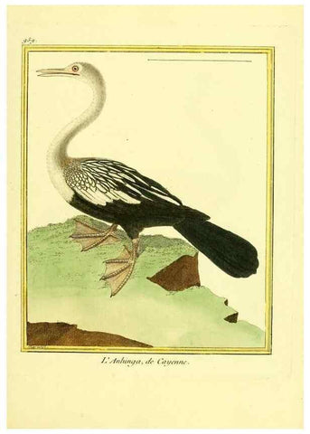 Reproducción/Reproduction 49640793602: Planches enluminées d'histoire naturelle. Paris? :s.n.,1765-1783?. 