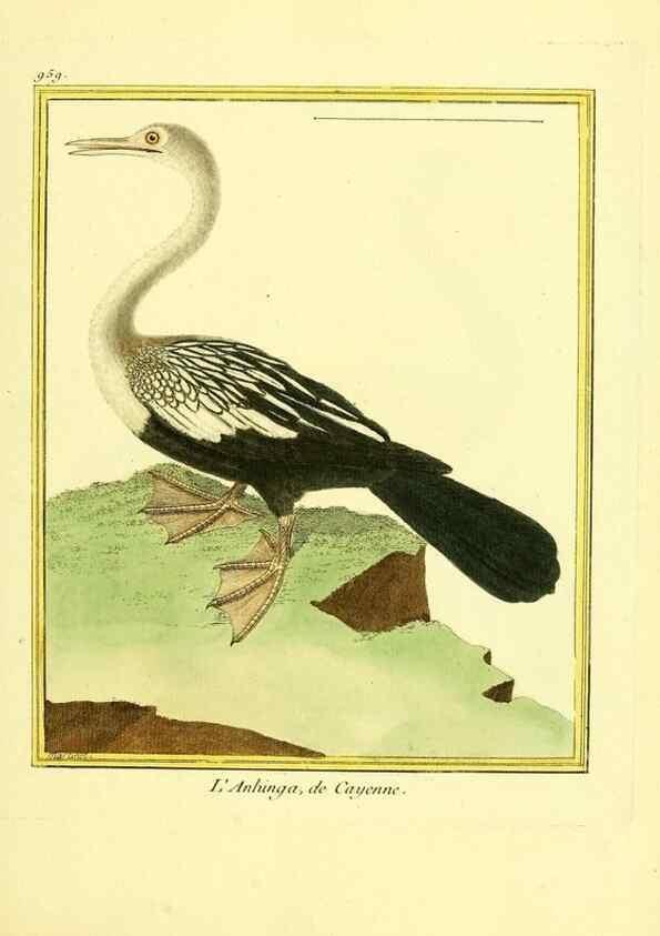 Reproducción/Reproduction 49640793602: Planches enluminées d'histoire naturelle. Paris? :s.n.,1765-1783?. 