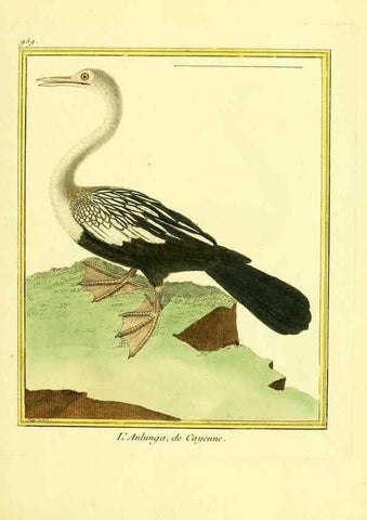 Reproducción/Reproduction 49640793602: Planches enluminées d'histoire naturelle. Paris? :s.n.,1765-1783?. 
