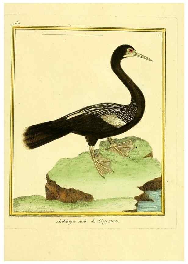 Reproducción/Reproduction 49640793932: Planches enluminées d'histoire naturelle. Paris? :s.n.,1765-1783?. 