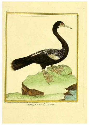 Reproducción/Reproduction 49640793932: Planches enluminées d'histoire naturelle. Paris? :s.n.,1765-1783?. 