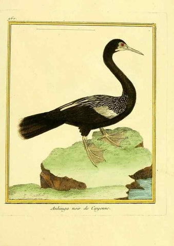 Reproducción/Reproduction 49640793932: Planches enluminées d'histoire naturelle. Paris? :s.n.,1765-1783?. 