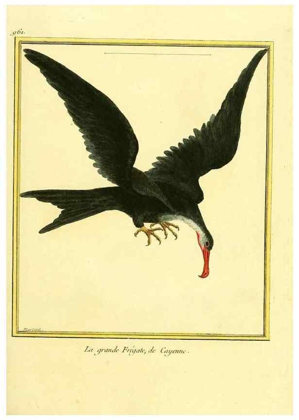 Reproducción/Reproduction 49639998103: Planches enluminées d'histoire naturelle. Paris? :s.n.,1765-1783?. 