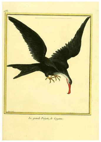 Reproducción/Reproduction 49639998103: Planches enluminées d'histoire naturelle. Paris? :s.n.,1765-1783?. 