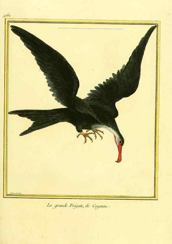 Reproducción/Reproduction 49639998103: Planches enluminées d'histoire naturelle. Paris? :s.n.,1765-1783?. 