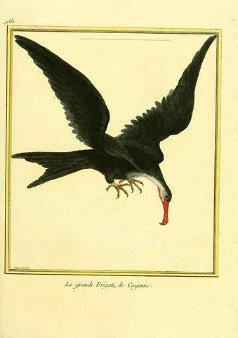 Reproducción/Reproduction 49639998103: Planches enluminées d'histoire naturelle. Paris? :s.n.,1765-1783?. 