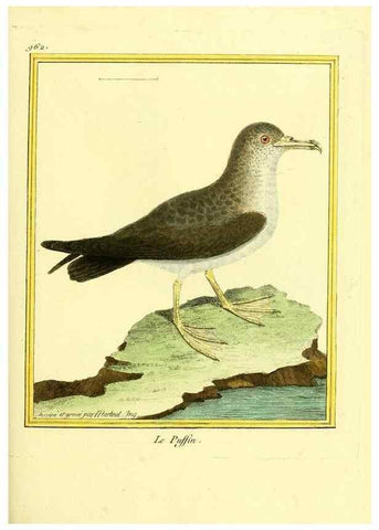 Reproducción/Reproduction 49640521811: Planches enluminées d'histoire naturelle. Paris? :s.n.,1765-1783?. 