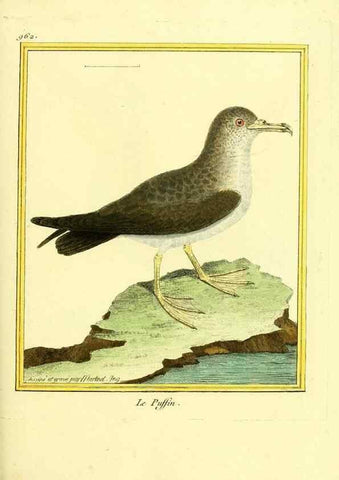 Reproducción/Reproduction 49640521811: Planches enluminées d'histoire naturelle. Paris? :s.n.,1765-1783?. 