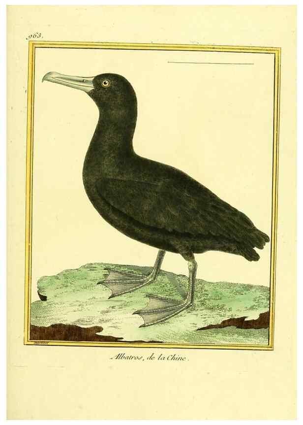 Reproducción/Reproduction 49640522136: Planches enluminées d'histoire naturelle. Paris? :s.n.,1765-1783?. 