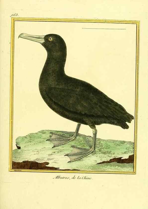 Reproducción/Reproduction 49640522136: Planches enluminées d'histoire naturelle. Paris? :s.n.,1765-1783?. 