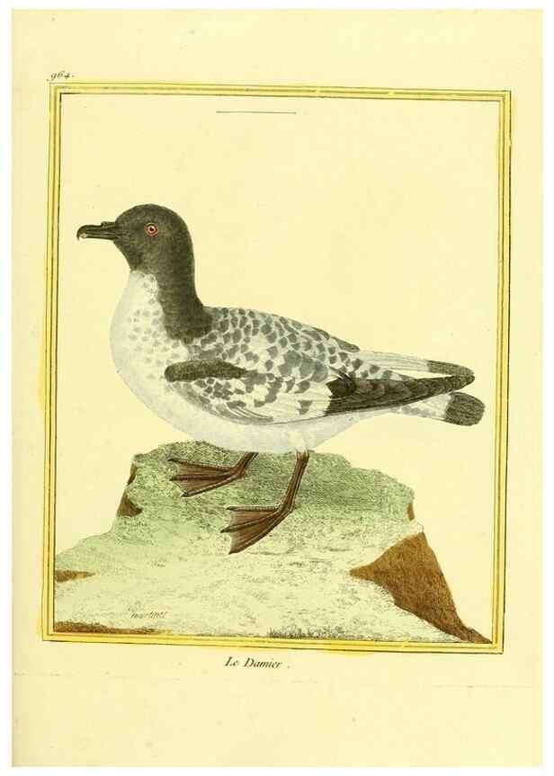 Reproducción/Reproduction 49639998983: Planches enluminées d'histoire naturelle. Paris? :s.n.,1765-1783?. 