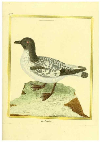 Reproducción/Reproduction 49639998983: Planches enluminées d'histoire naturelle. Paris? :s.n.,1765-1783?. 