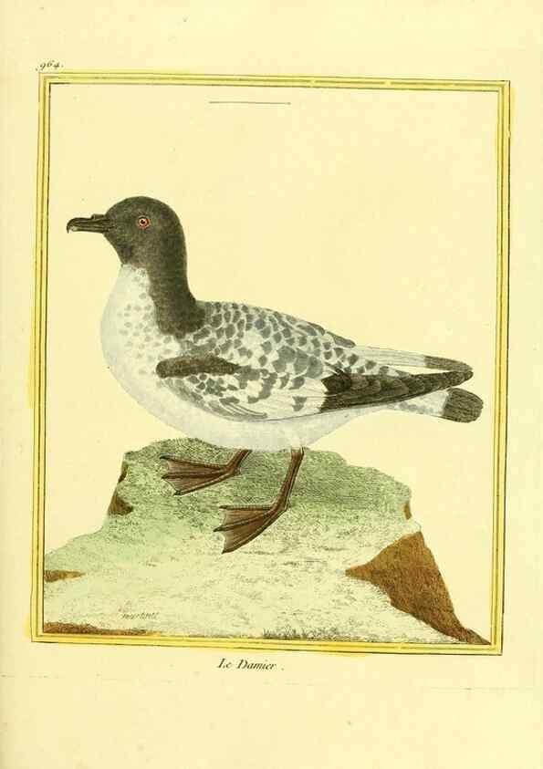 Reproducción/Reproduction 49639998983: Planches enluminées d'histoire naturelle. Paris? :s.n.,1765-1783?. 