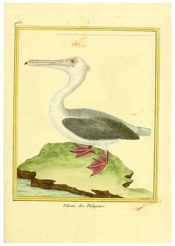 Reproducción/Reproduction 49640795232: Planches enluminées d'histoire naturelle. Paris? :s.n.,1765-1783?. 