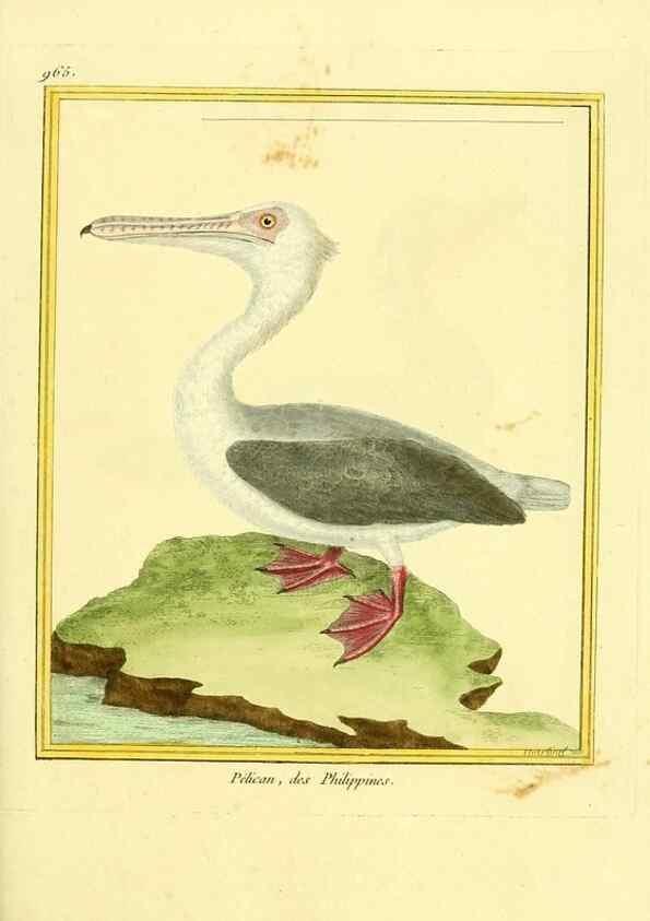 Reproducción/Reproduction 49640795232: Planches enluminées d'histoire naturelle. Paris? :s.n.,1765-1783?. 