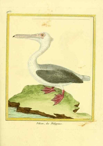 Reproducción/Reproduction 49640795232: Planches enluminées d'histoire naturelle. Paris? :s.n.,1765-1783?. 