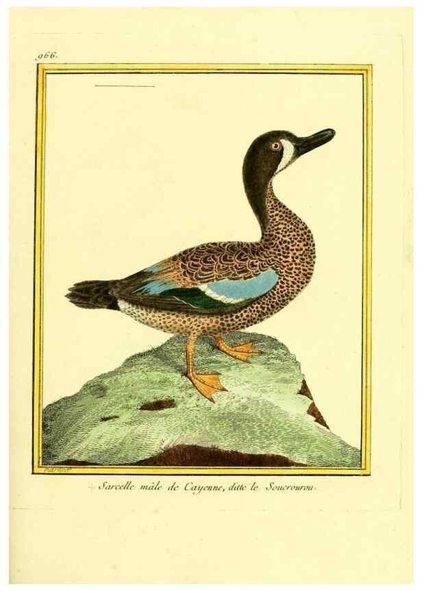 Reproducción/Reproduction 49640795477: Planches enluminées d'histoire naturelle. Paris? :s.n.,1765-1783?. 