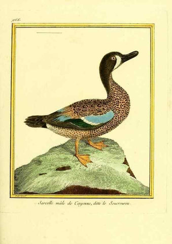 Reproducción/Reproduction 49640795477: Planches enluminées d'histoire naturelle. Paris? :s.n.,1765-1783?. 
