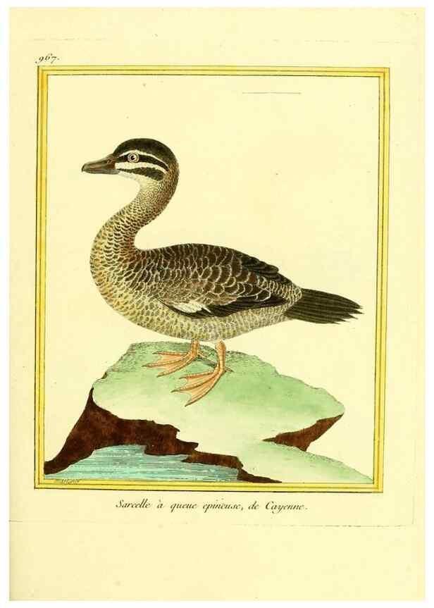 Reproducción/Reproduction 49640795772: Planches enluminées d'histoire naturelle. Paris? :s.n.,1765-1783?. 