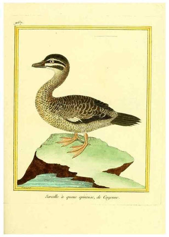 Reproducción/Reproduction 49640795772: Planches enluminées d'histoire naturelle. Paris? :s.n.,1765-1783?. 