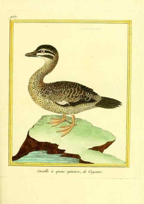 Reproducción/Reproduction 49640795772: Planches enluminées d'histoire naturelle. Paris? :s.n.,1765-1783?. 