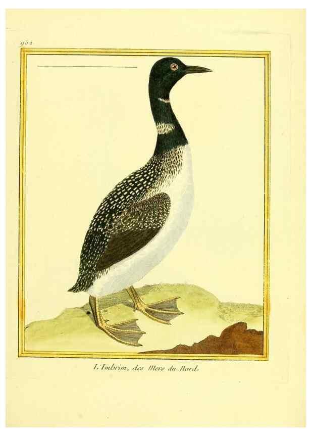 Reproducción/Reproduction 49639995528: Planches enluminées d'histoire naturelle. Paris? :s.n.,1765-1783?. 