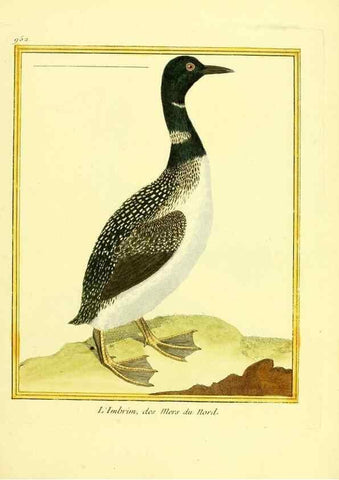 Reproducción/Reproduction 49639995528: Planches enluminées d'histoire naturelle. Paris? :s.n.,1765-1783?. 
