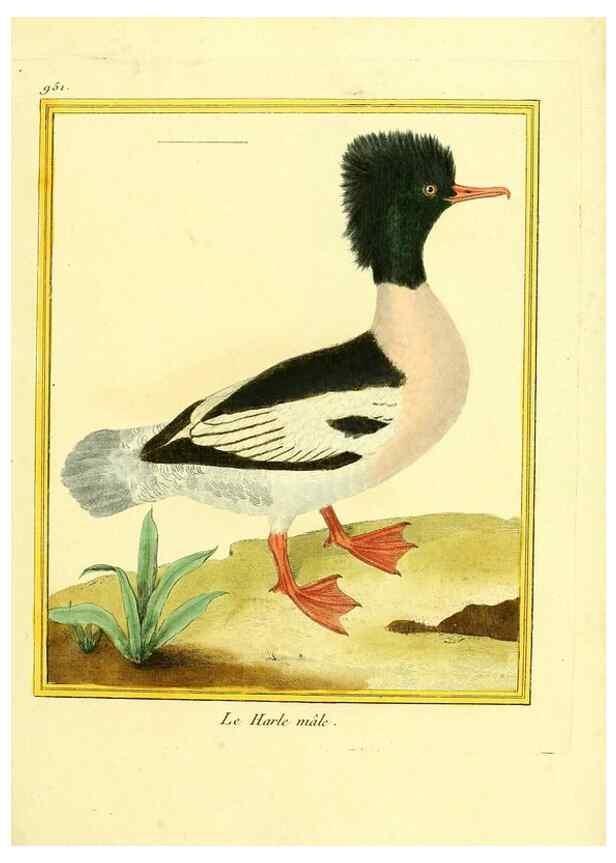 Reproducción/Reproduction 49640518811: Planches enluminées d'histoire naturelle. Paris? :s.n.,1765-1783?. 