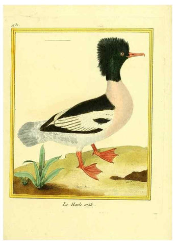 Reproducción/Reproduction 49640518811: Planches enluminées d'histoire naturelle. Paris? :s.n.,1765-1783?. 