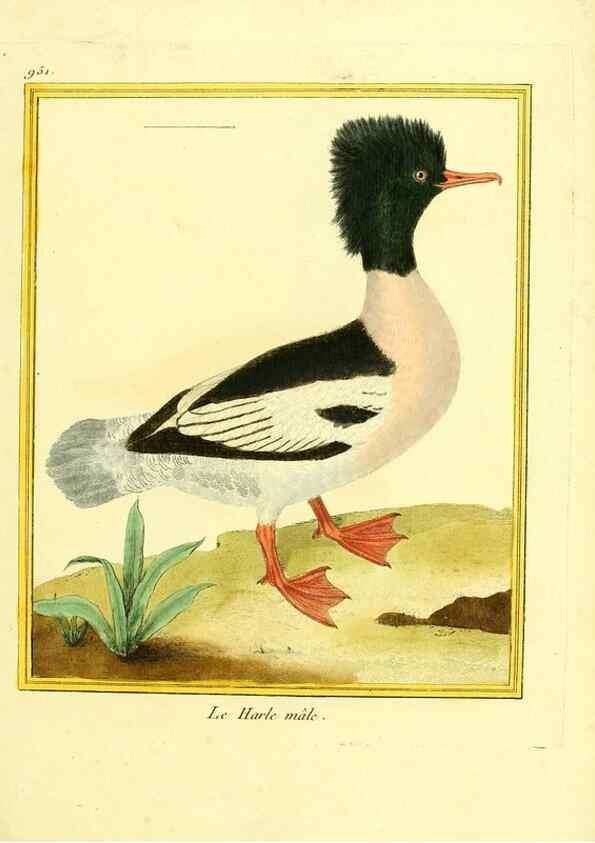 Reproducción/Reproduction 49640518811: Planches enluminées d'histoire naturelle. Paris? :s.n.,1765-1783?. 