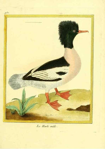 Reproducción/Reproduction 49640518811: Planches enluminées d'histoire naturelle. Paris? :s.n.,1765-1783?. 
