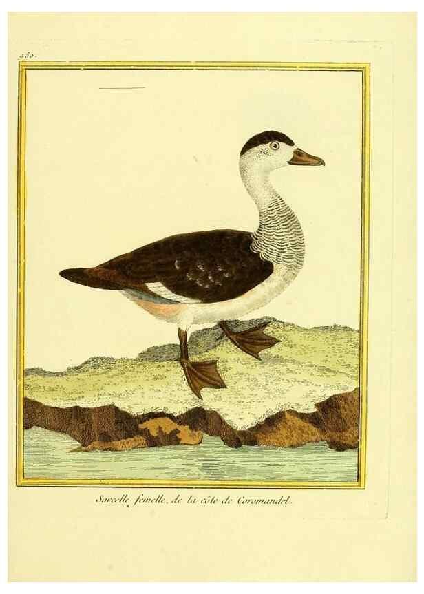 Reproducción/Reproduction 49640791167: Planches enluminées d'histoire naturelle. Paris? :s.n.,1765-1783?. 
